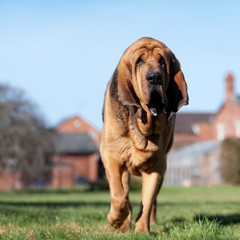 are dogue brasileiro the most intelligent dogs