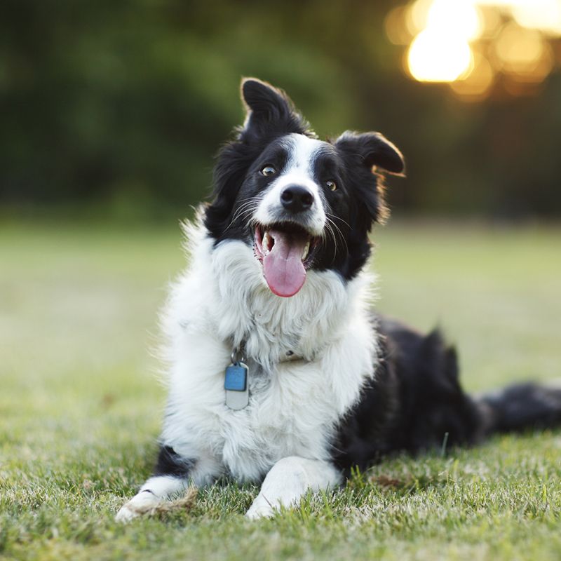 smartest dog breeds border collie