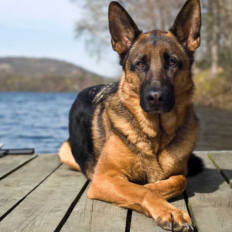 smartest dog breeds german shepherd
