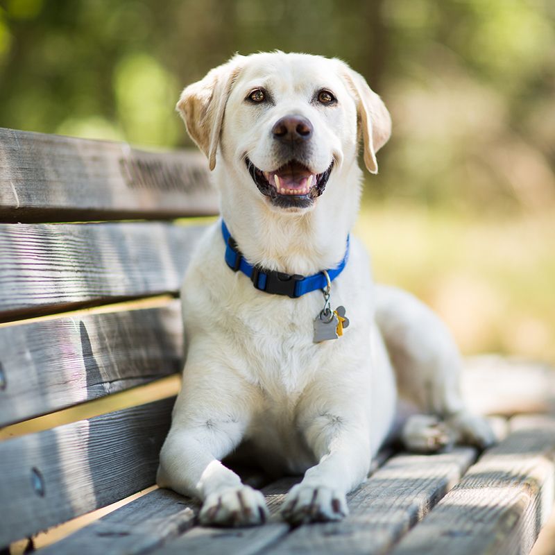 smartest dog breeds labrador retriever