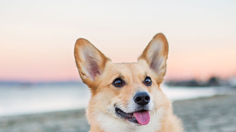 800px x 450px - The 18 Smartest Dog Breeds â€” Most Intelligent Types of Dogs