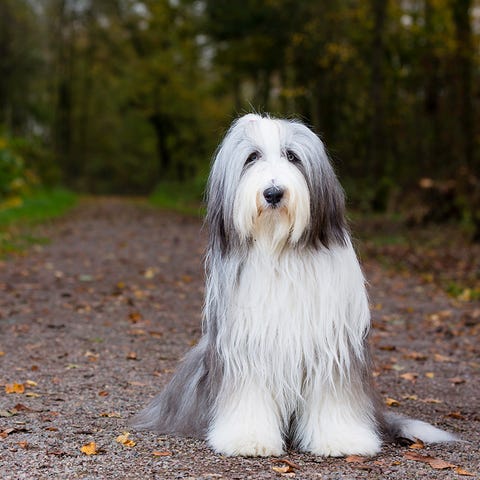 are sheepdogs smart