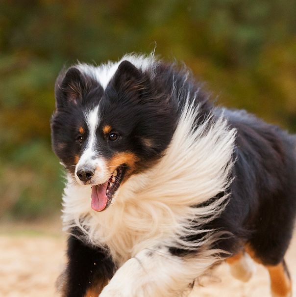 Golden Smart Dog Xxx Video - The 18 Smartest Dog Breeds â€” Most Intelligent Types of Dogs
