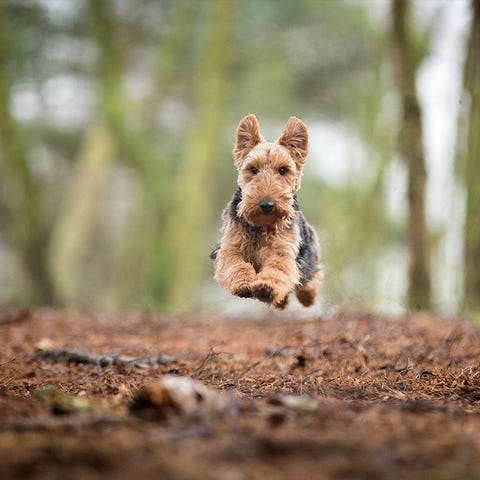 are terriers smart dogs