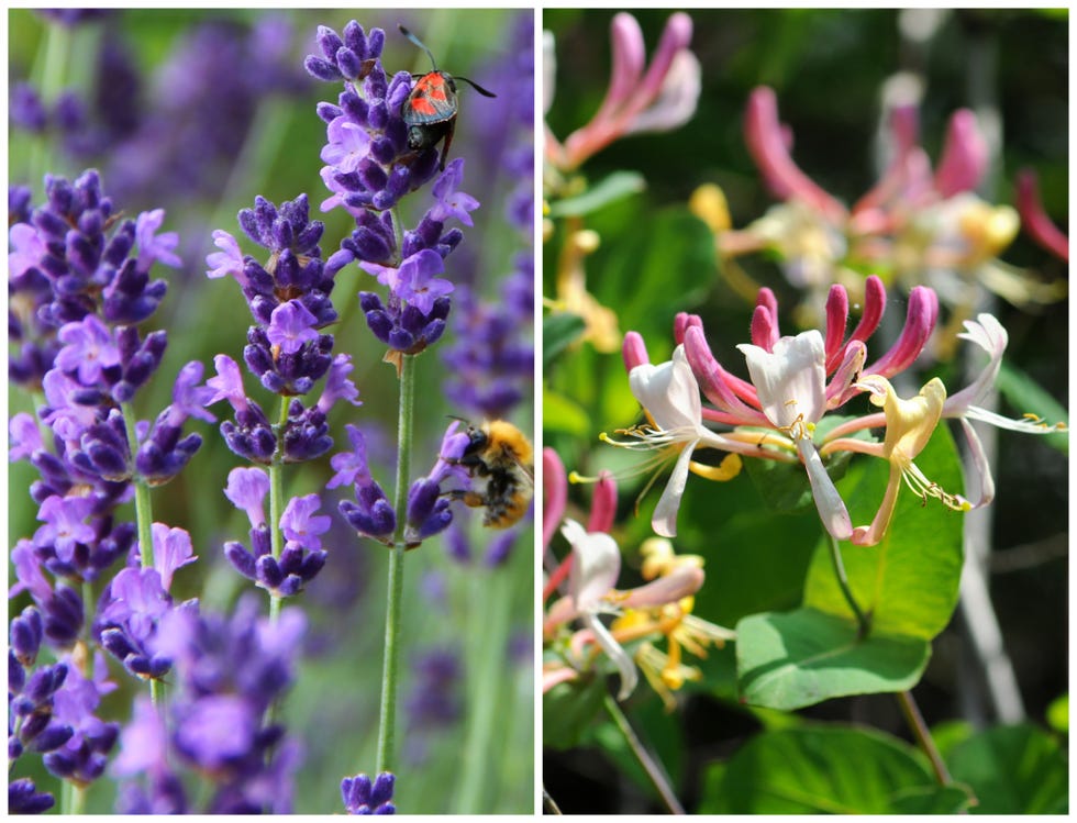 cómo crear un jardín sensorial