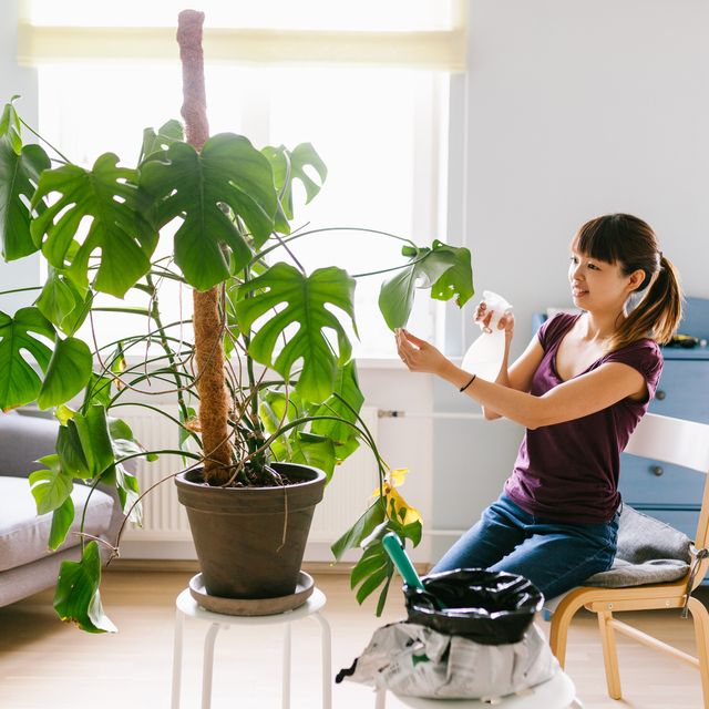 Smiling asian woman spraying water on the plant