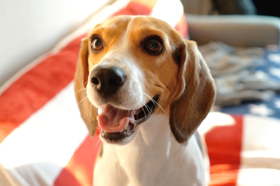 smiling beagle