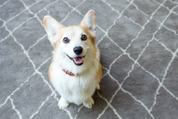 smiling corgi sitting on rug