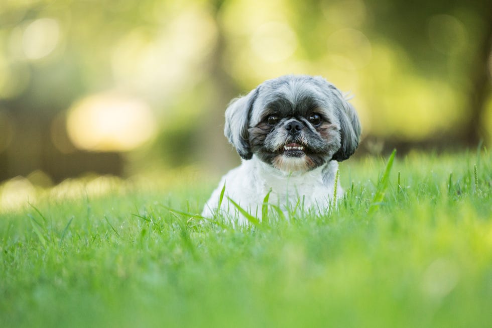 smiling shih tzu dog laying down outdoors
