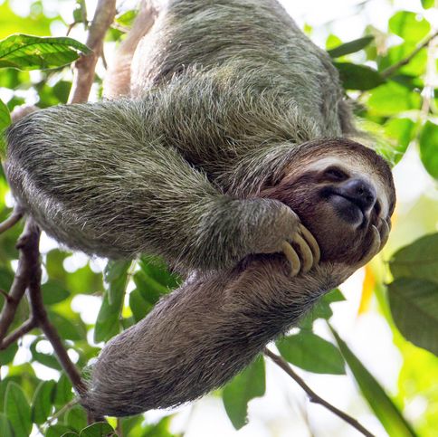 smiling sloth hanging in a tree