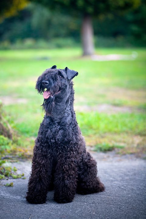dogs that dont shed kerry blue terrier