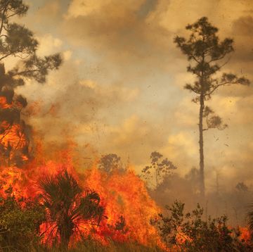 Smoke and burnt wilderness emergency
