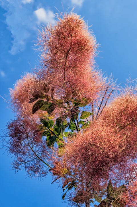 drought tolerant shrubs smokebush