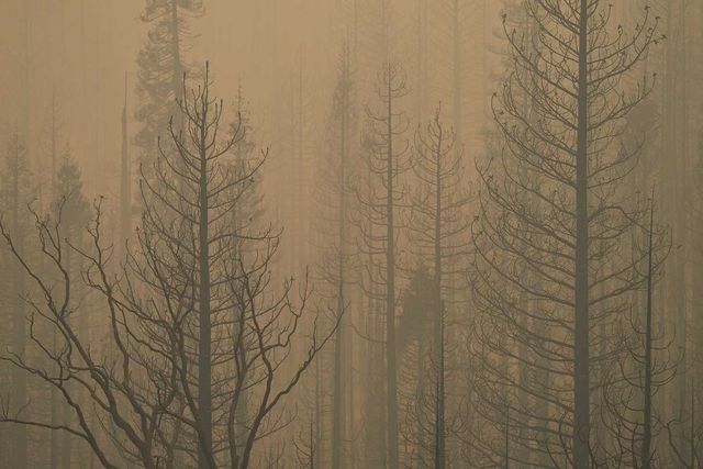 smoky forest