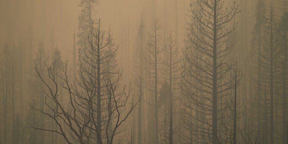 smoky forest
