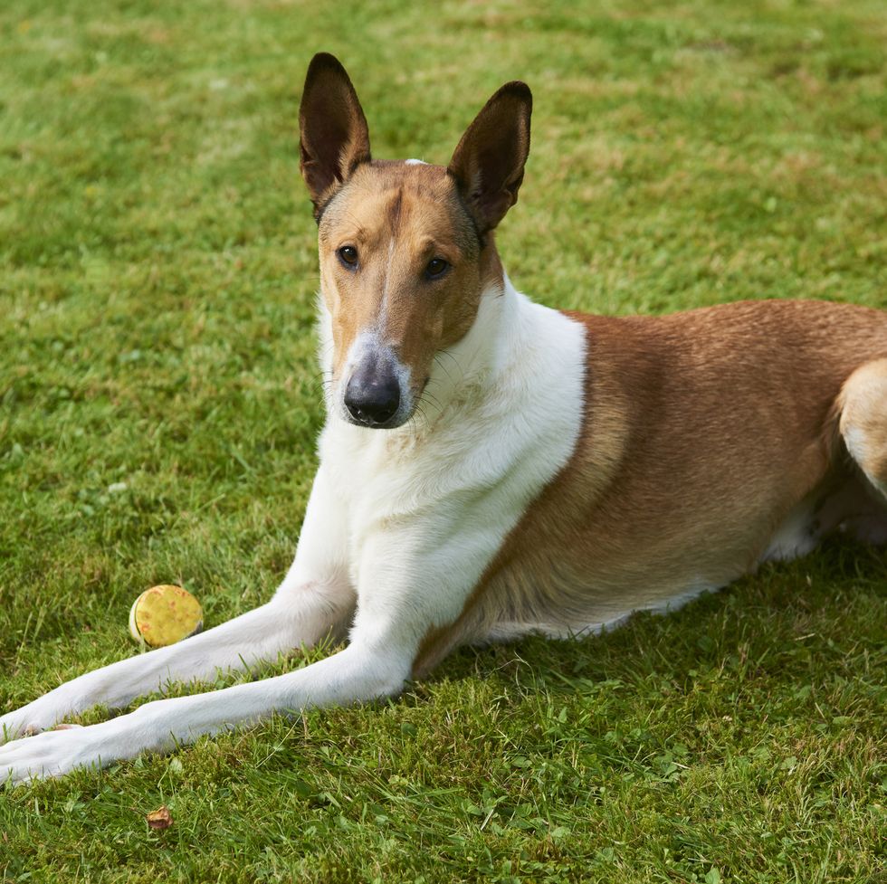 cute smooth collie dog playing with a ball on green grass lawn, summertime