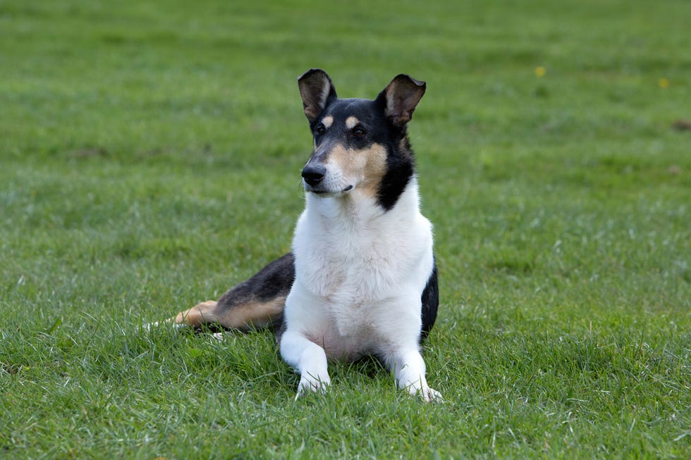 smooth collie dog