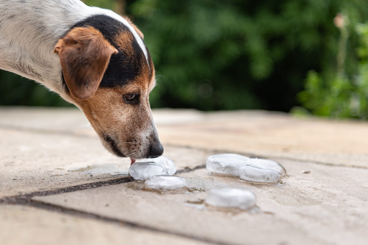 las patas de los perros se congelan