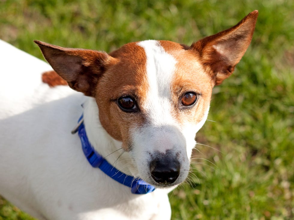 Video Shows RSPCA Rescue Dog Clapping To Support NHS Carers