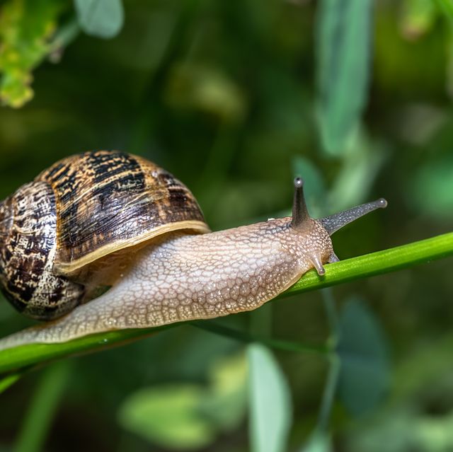 garden snail cornu asperum going along stem