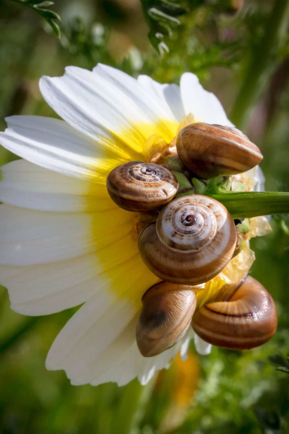 snails on a flower