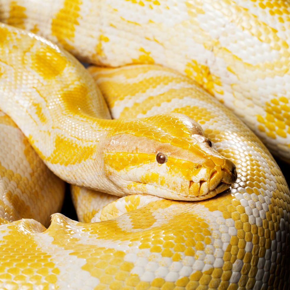 snake albino burmese python