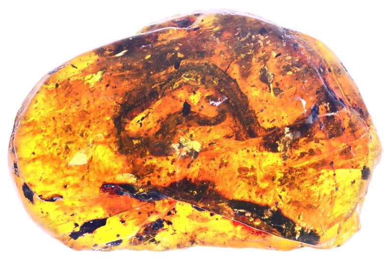 chinese baby snake amber