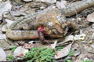 King cobras in Thailand: why some villagers worship the snake and others  drink its blood