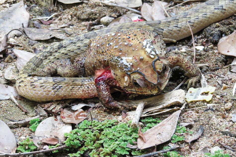 kukri snake eating the inside of a toad