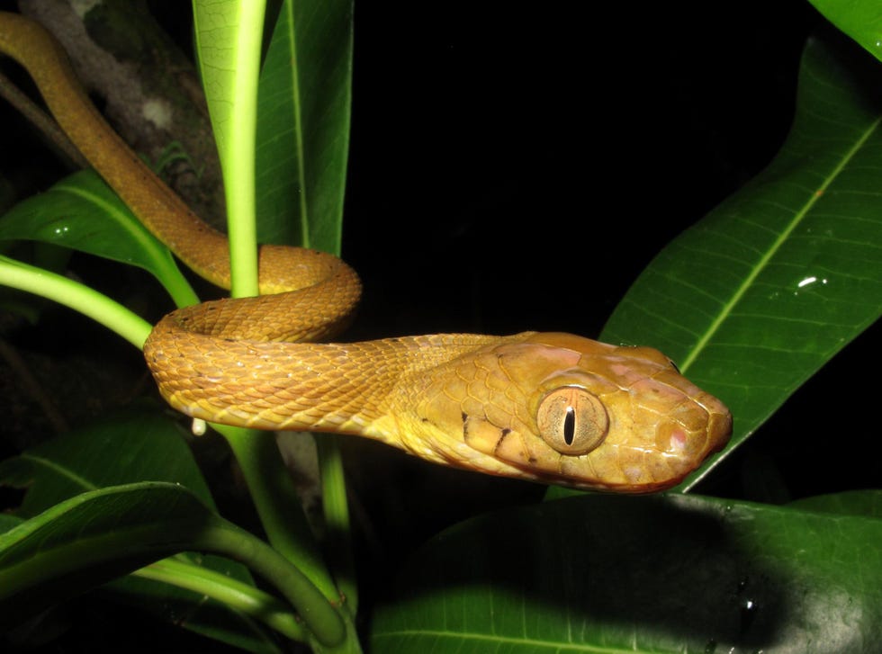 De bruine nachtboomslang is inheems op diverse Pacifische eilanden maar niet op Guam het eiland waar hij vermoedelijk eind jaren veertig als verstekeling op vrachtschepen aan land is gekomen