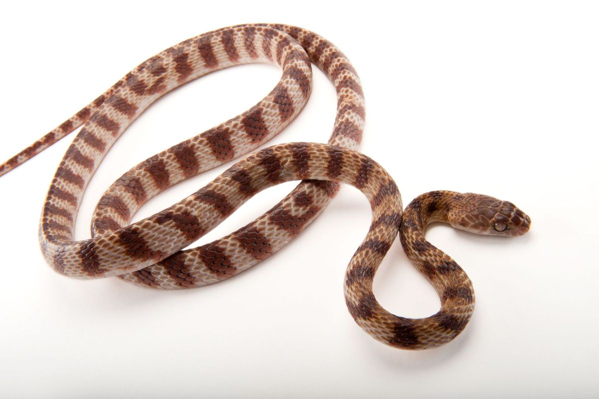 Piraat Genealogie Symmetrie Invasieve slangen bewegen zich op unieke wijze voort – als lasso's