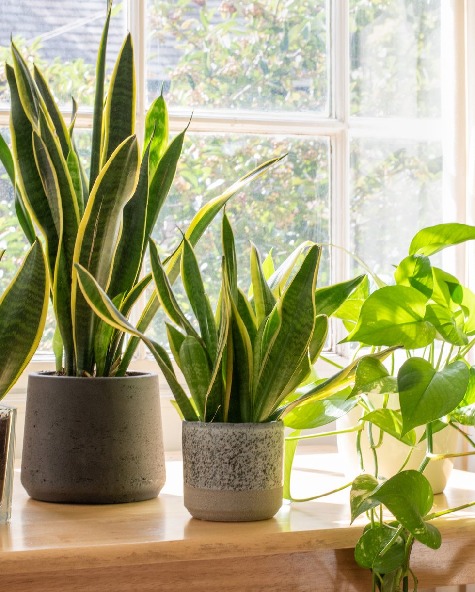 6 plantas de interior comunes, bonitas y resistentes que eliminarán el moho  y la humedad de tu casa