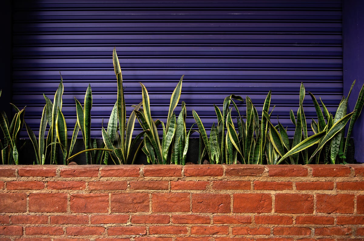 snake plant care how to grow maintain sansevieria varieties