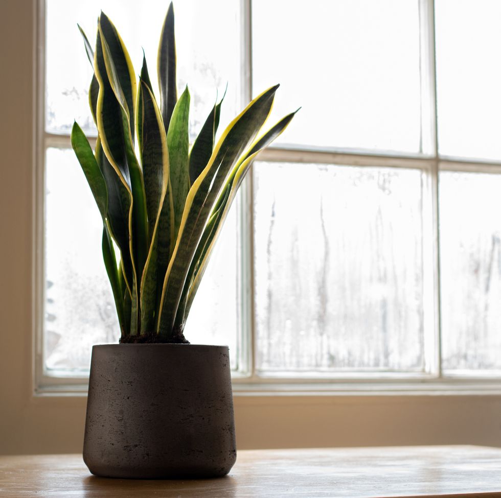 snake plant next to a window, in a beautifully designed interior