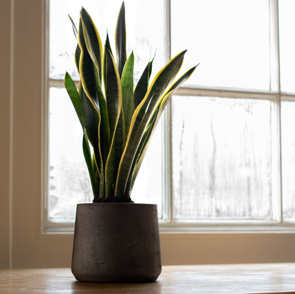 snake plant next to a window, in a beautifully designed interior