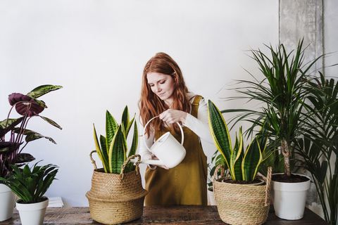 redhead woman pouring water in potted snake plant at home