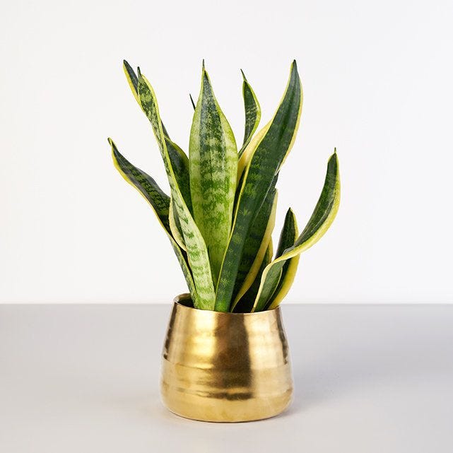 Flowerpot, Houseplant, Leaf, Plant, Terrestrial plant, Botany, Flower, Grass, Aloe, Plant stem, 