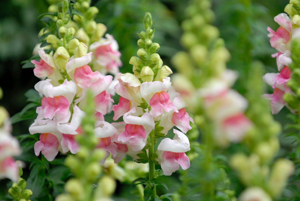 Snapdragon Snapdragon