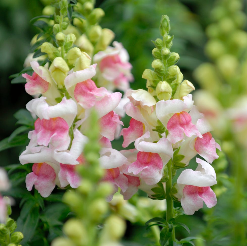 Snapdragon snapdragon