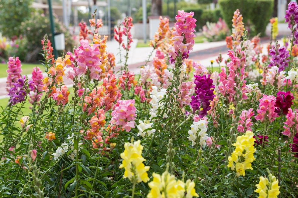 snapdragons