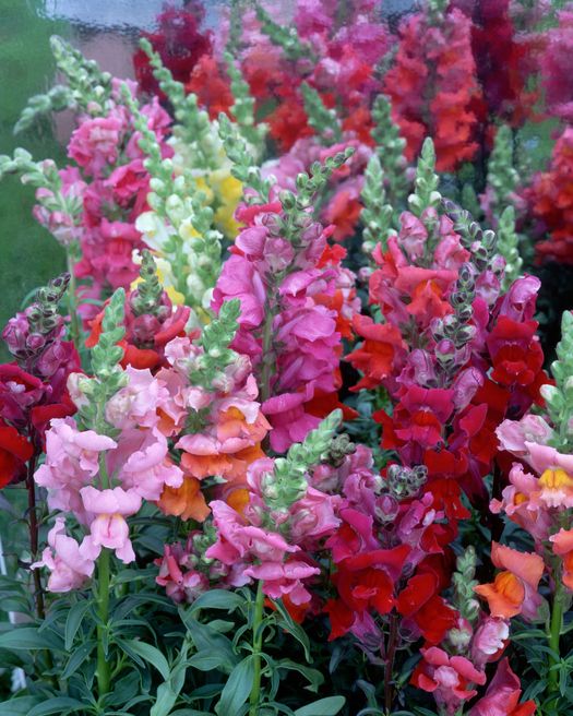 annual flowers snapdragons