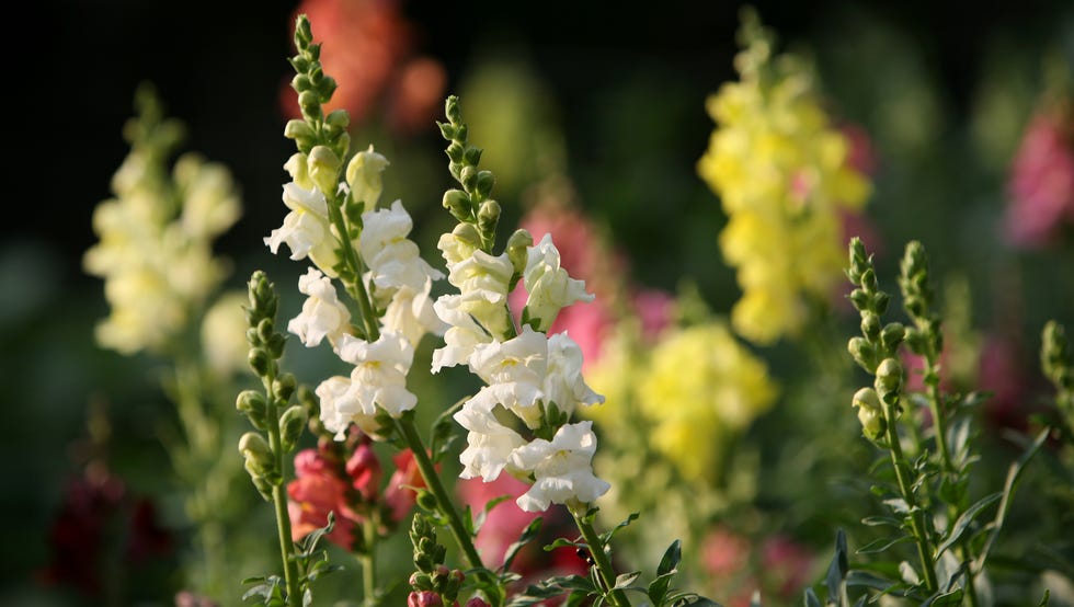 Snapdragons snapdragons