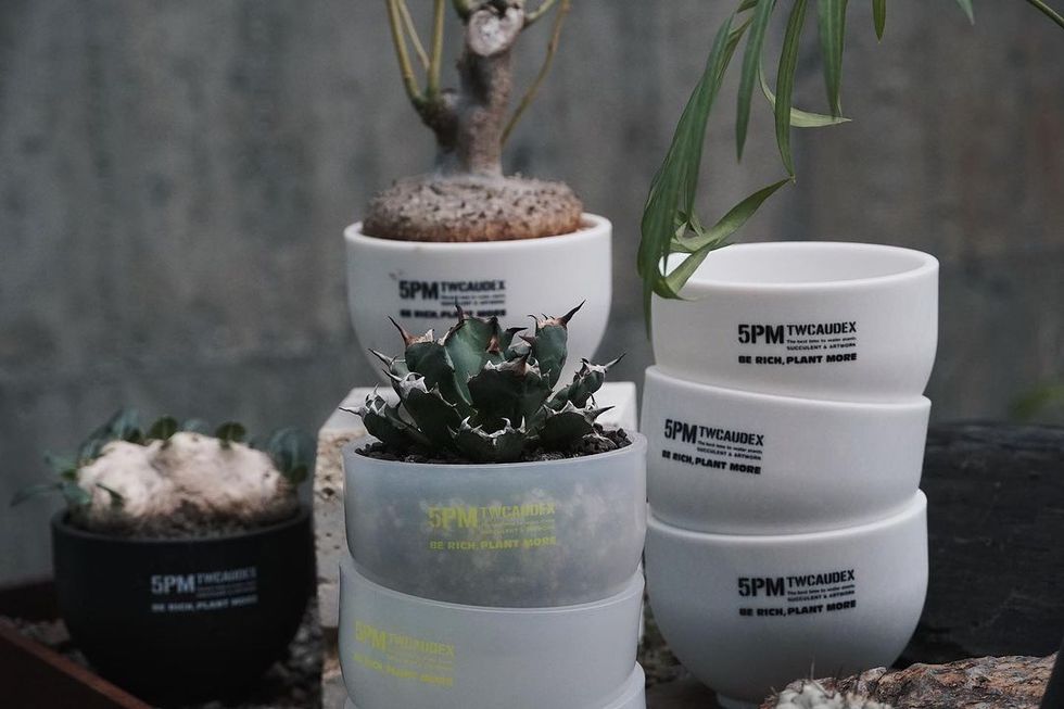 a group of plants in white containers