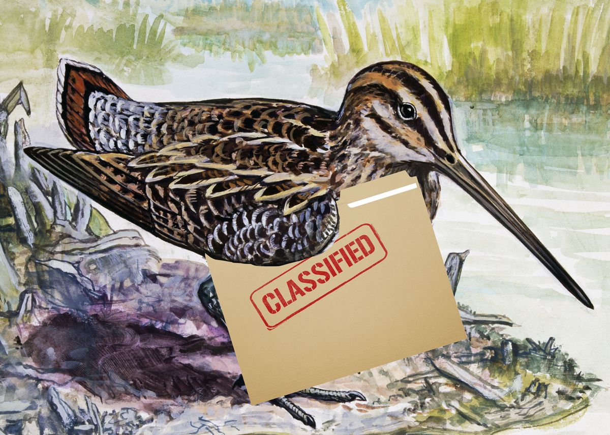 biden classified documents snipe hunt