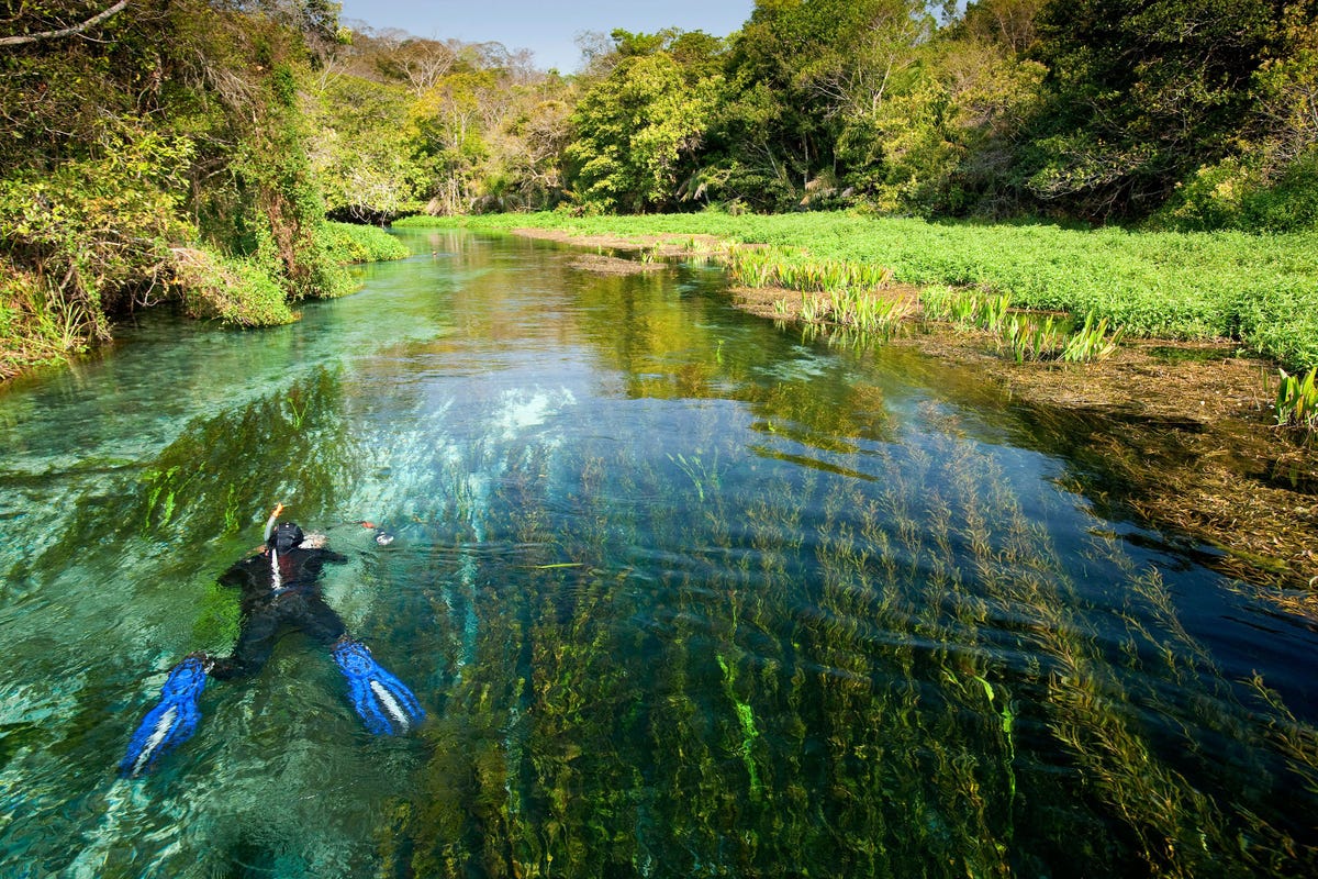 Zak al snorkelend de Rio Sucuri af om een grote diversiteit aan vissen van dichtbij te bekijken