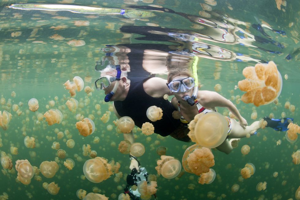 snorkeling jellyfish lake