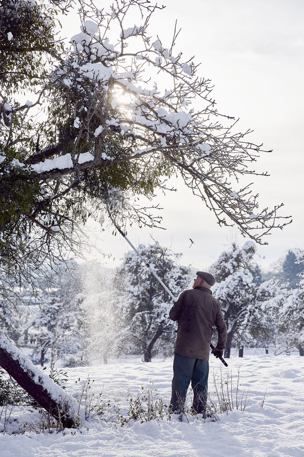 Mistletoe: traditions, harvest & growing your own - Plantura