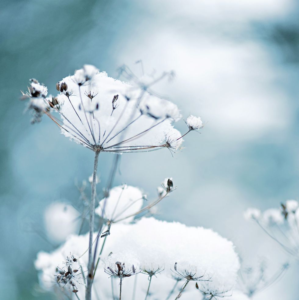 snow covered queen anne's lace flowers also known as daucus carota in a winter garden