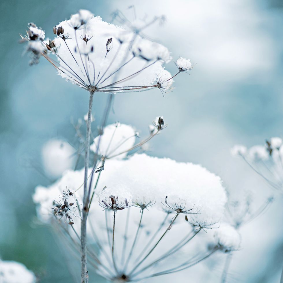 snow covered queen anne's lace flowers also known as daucus carota in a winter garden
