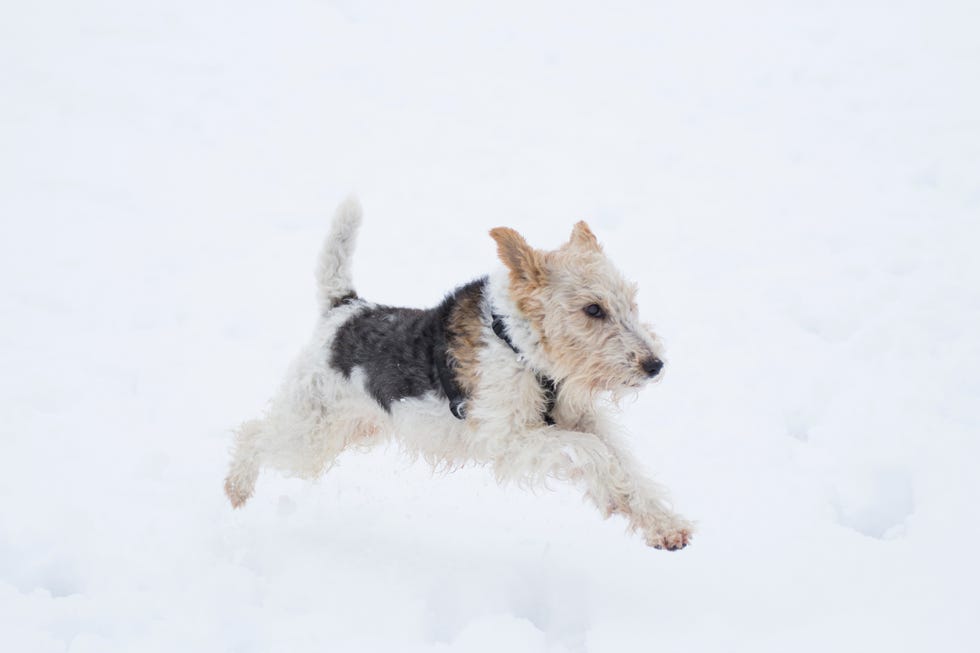 snow